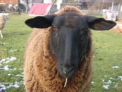 Urlaub auf dem Bauernhof in Bayern im Fnfseenland: Schafe