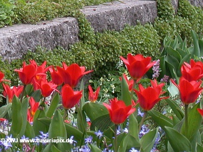 Foto: Tulpen auf der Wiese