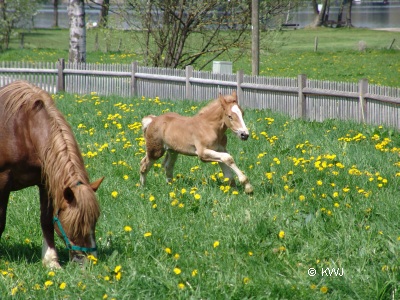 Foto: Pferde in Steinebach am Wrthsee