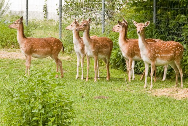 Damwild und Bambis im Mrchenwald Schongau