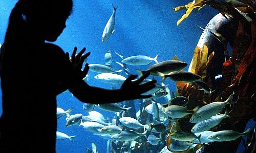 Sea Life Mnchen - Faszination fr groe und kleine Besucher