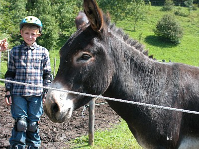 Foto: Esel. Bayern Urlaub auf dem Bauernhof