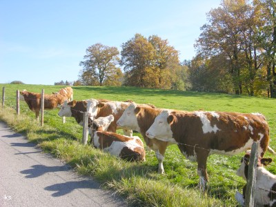Foto: Kühe. Ammersee-Urlaub auf dem Bauernhof