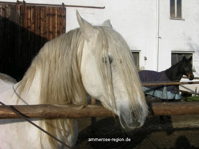Foto: Pferde. Urlaub auf dem Bauernhof in Bayern am Ammersee