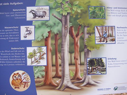 Burgwald Lehrpfad Diessen: Nutz und Schutzfunktionen des Waldes, Aufgaben der Bäume
