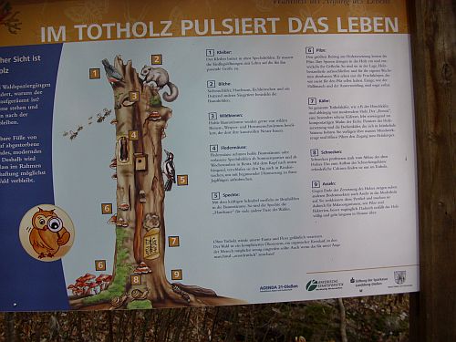 Burgwald Diessen Waldlehrpfad: Totholz
