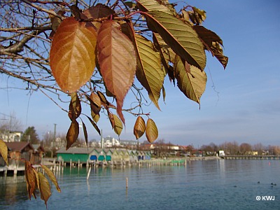 Herbst am Starnberger See