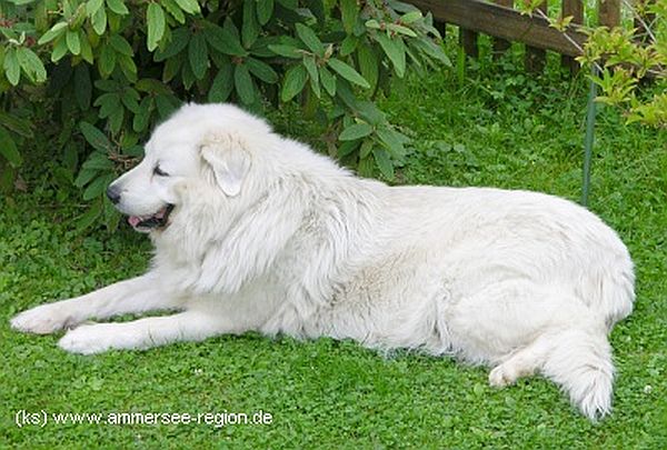 Bayern Urlaub mit Hund in der Ammersee-Region