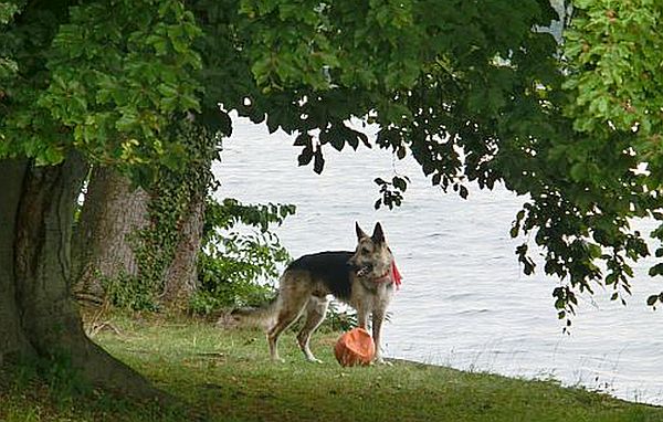 Bayern Urlaub mit Hund in der Ammersee-Region