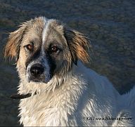 Vierbeiner-Kameradschaft: Urlaub mit Hund in Bayern