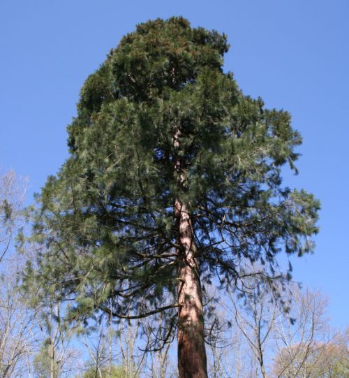 Mammutbaum im forstlichen Versuchsgarten Grafrath. Bild - Foto Sequoiadendron giganteum - Mammutbaum