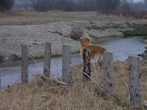 Foto: Spaziergang mit Hund an der Rott