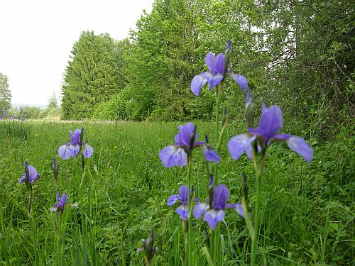 Ammersee Naturschutz Streuwiese - Feuchtwiese - Ramsar-Feuchtgebiet - Blaue Iris - Sibirische Schwertlilie
