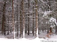 Winterwald in der Ammersee-Region